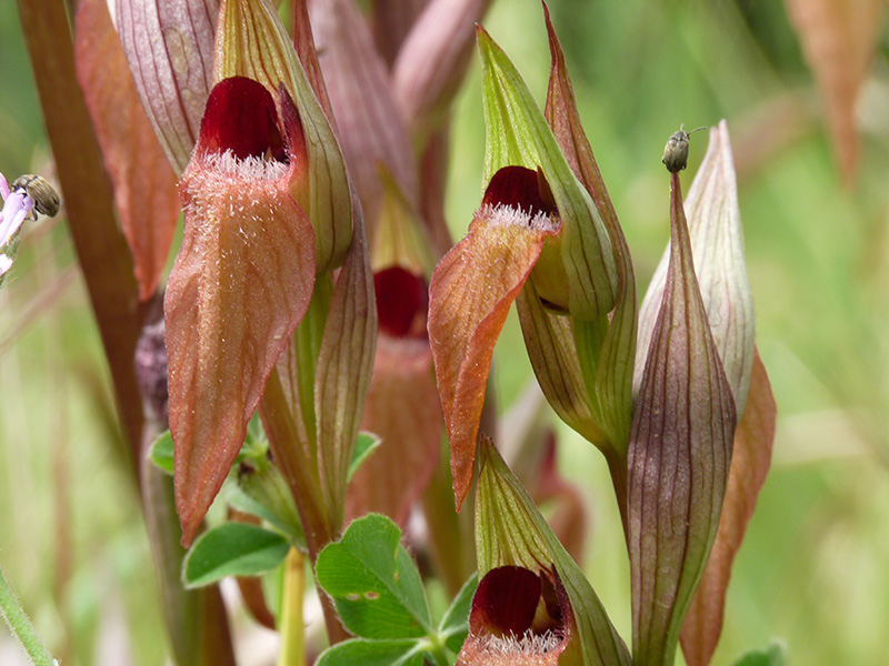 A Corf: altra Serapias cordigera?